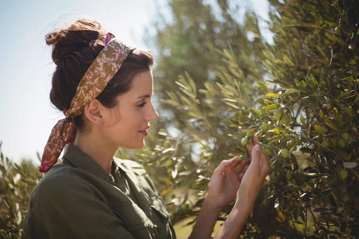 Olives in Greece