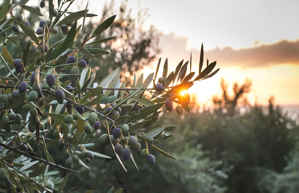 Olives in Greece