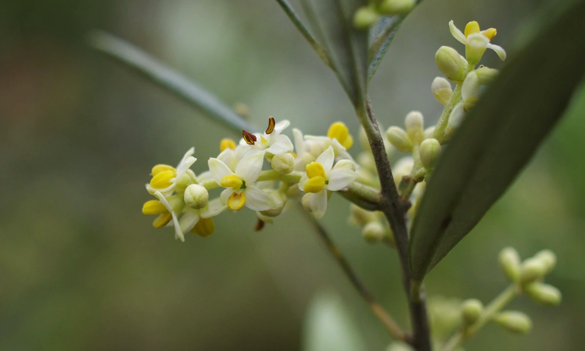 Olives blooming