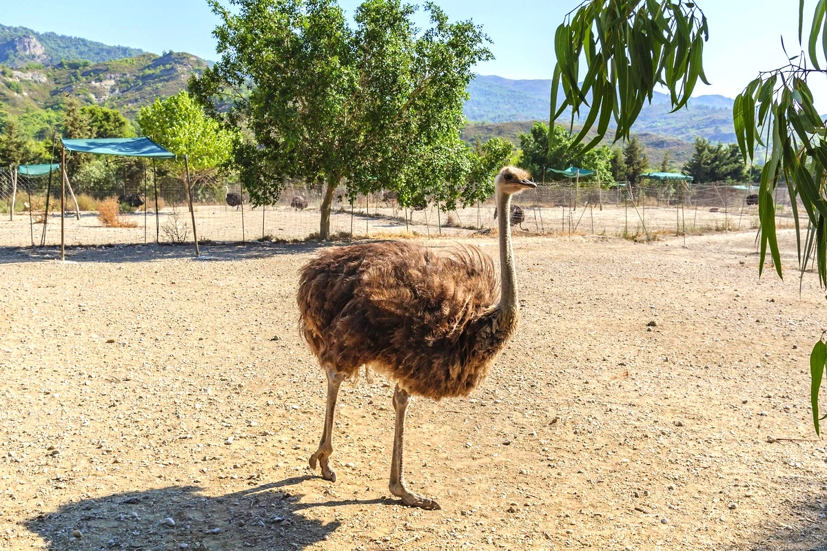 Ostrich Farm<