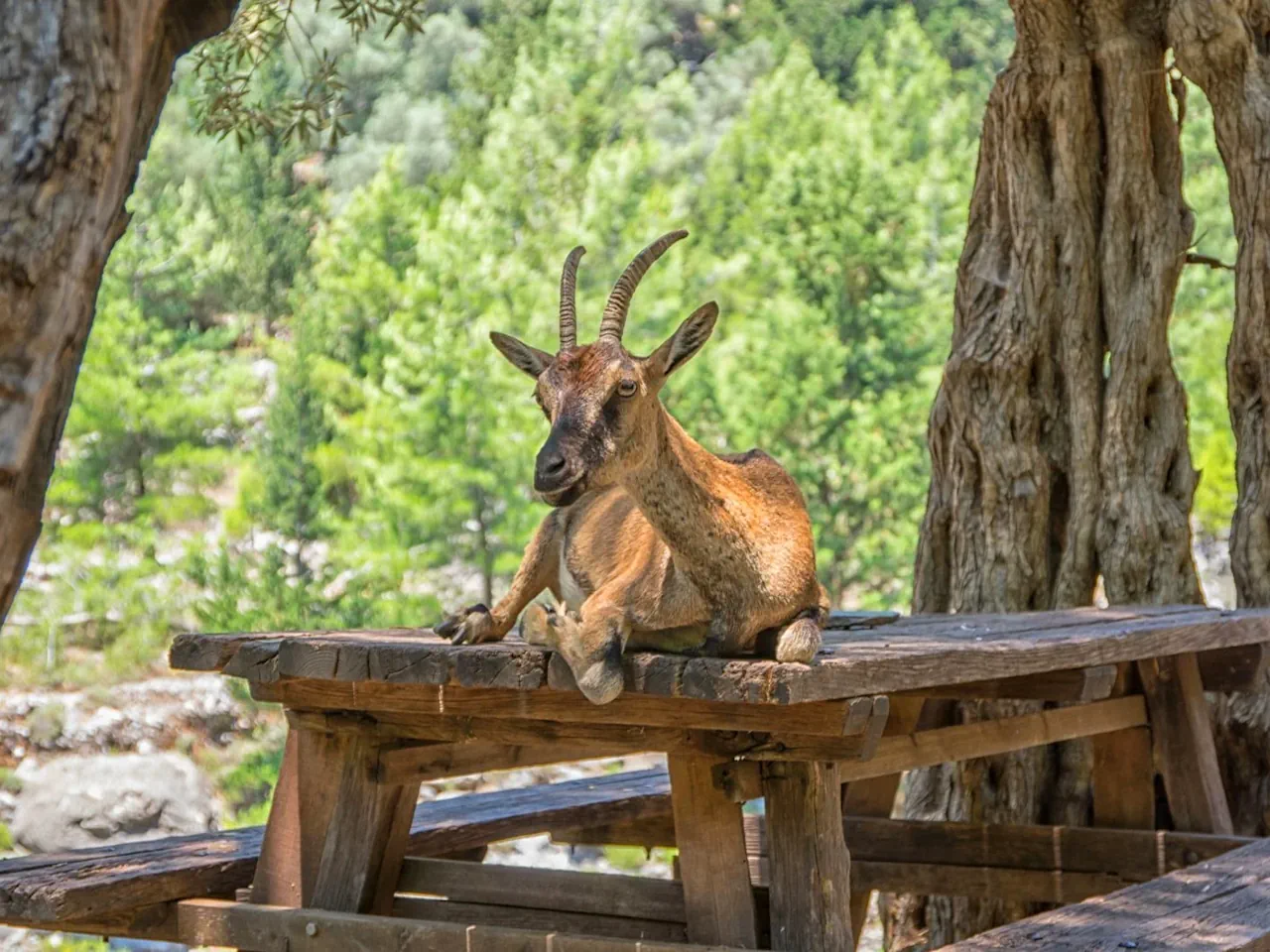 Samaria Gorge Easy Way Tour from Chania Area