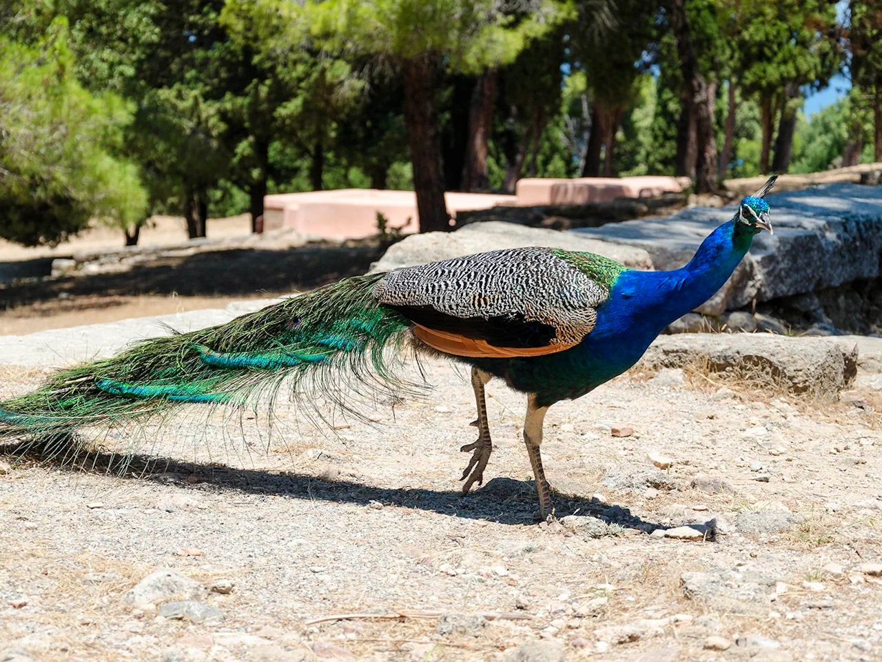 Rhodes: Filerimos, Butterfly Valley & Ancient Kamiros