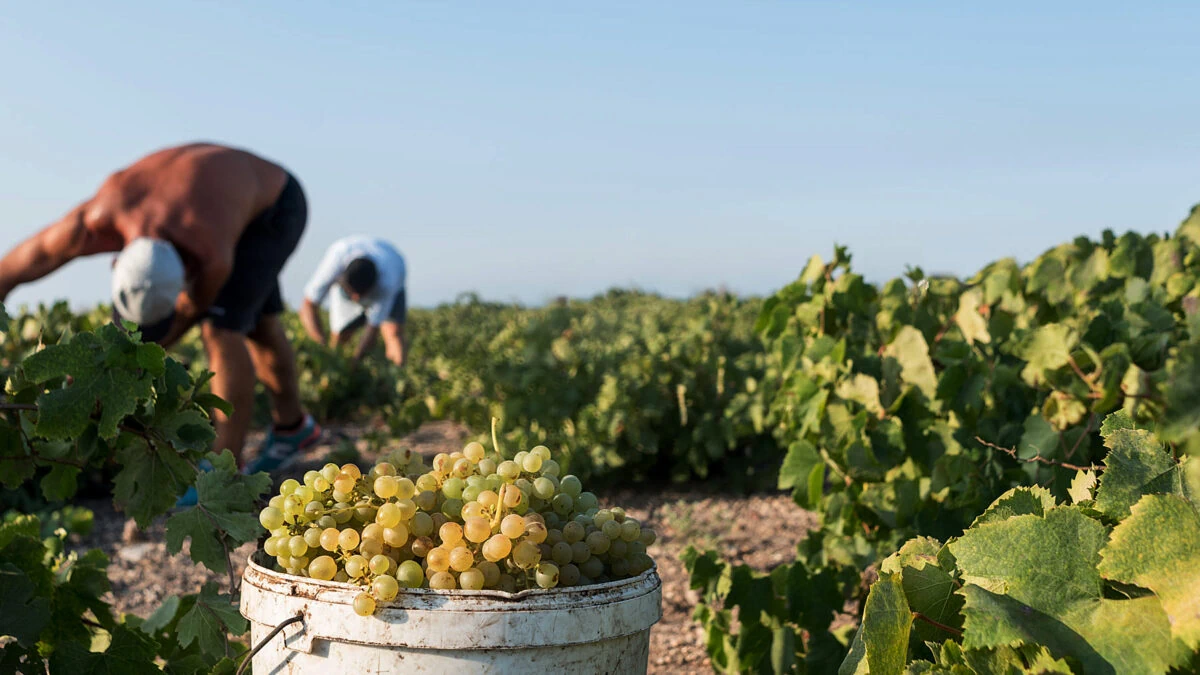 Indigenous Grape Varieties