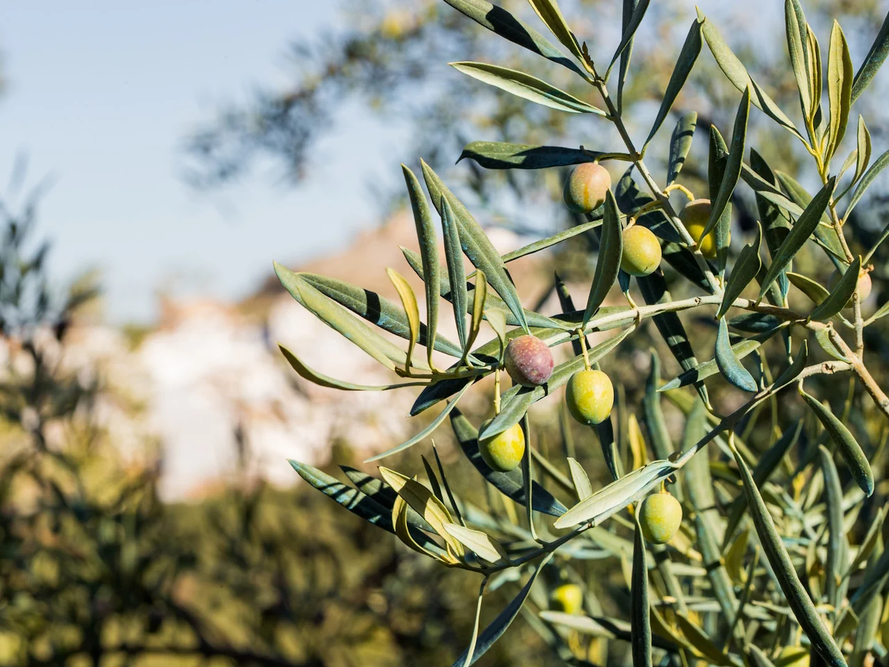 Crete: Spinalonga, Ag.Nikolaos & Olive Oil Factory