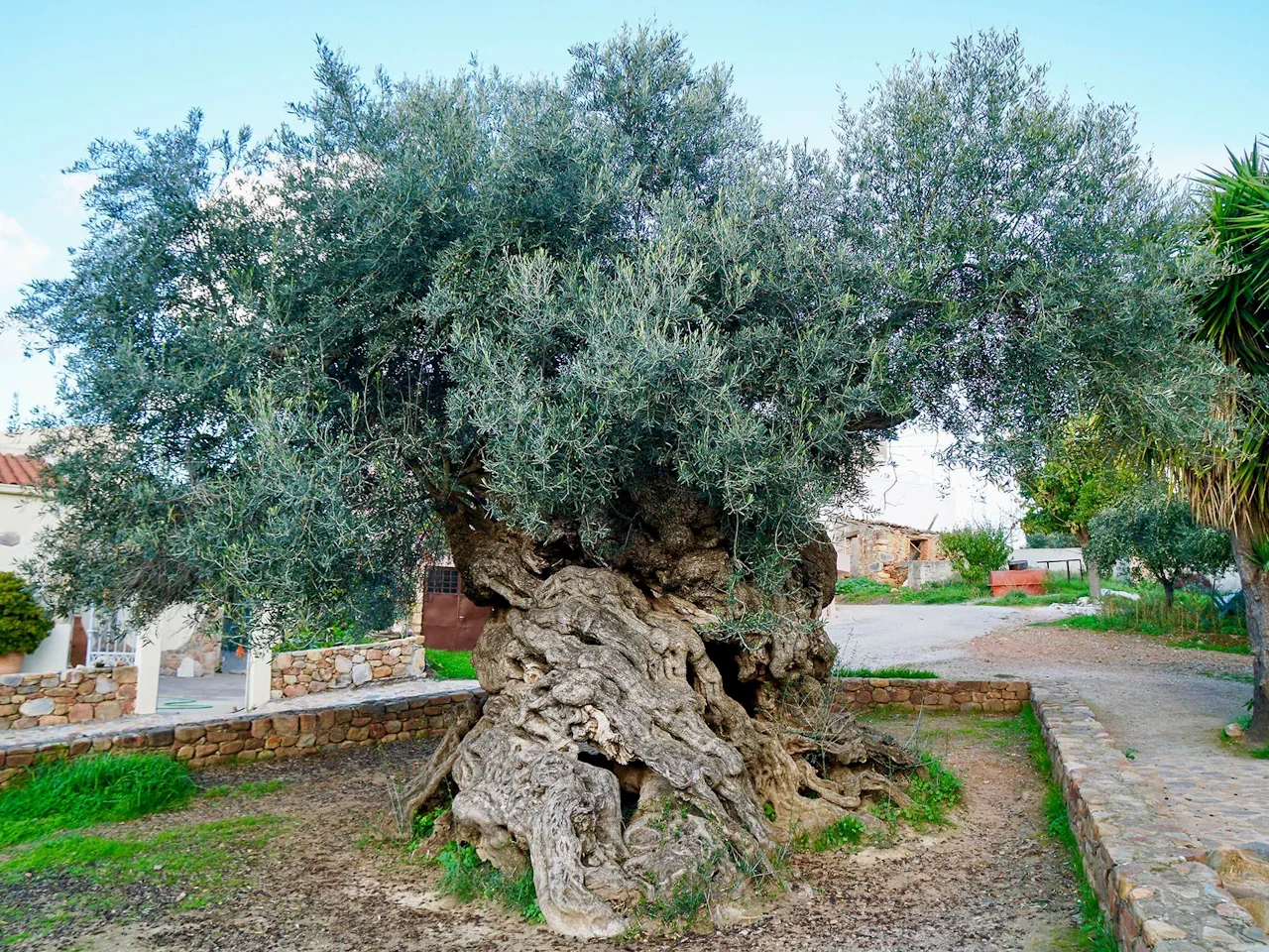 Tasting Tour from Chania Area: Bakery, Olive Oil, Honey, & Cheese