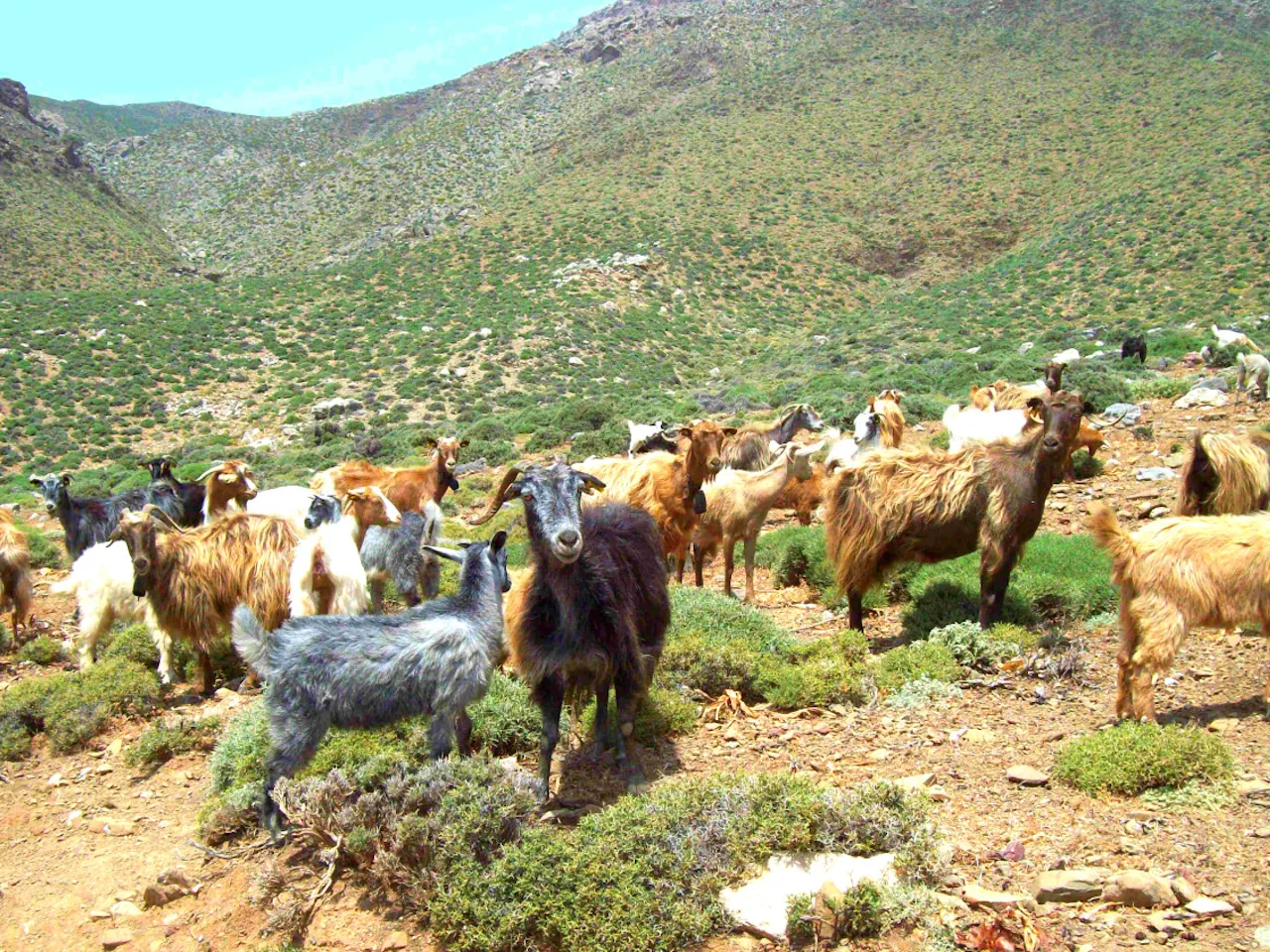 Crete: Jeep Safari, Mountains, Goat-Keeping & Cheese Making