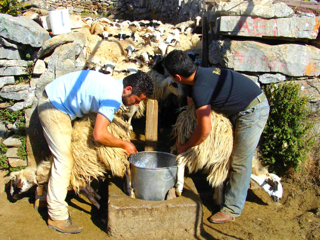 Crete: Jeep Safari, Mountains, Goat-Keeping & Cheese Making